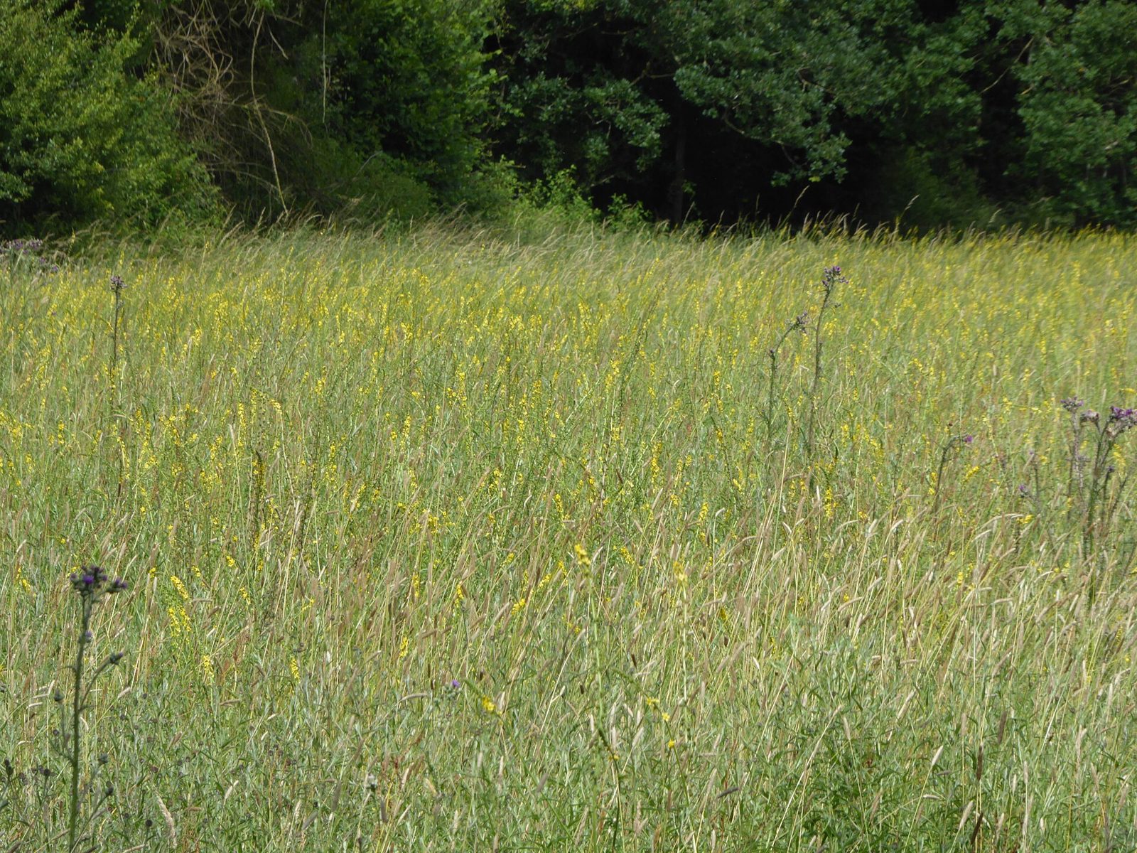 Major Farm Meadow in summer