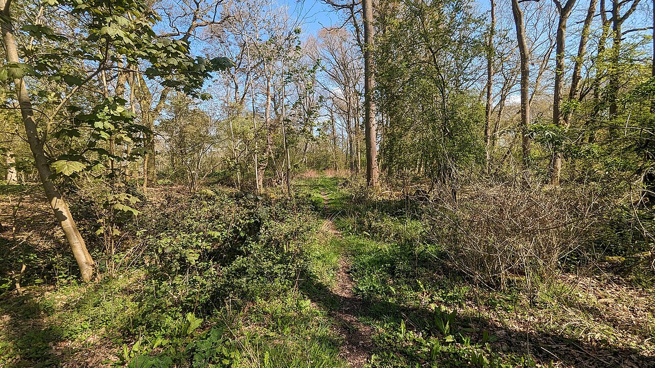 The footpath through Steggall's Wood, Braiseworth